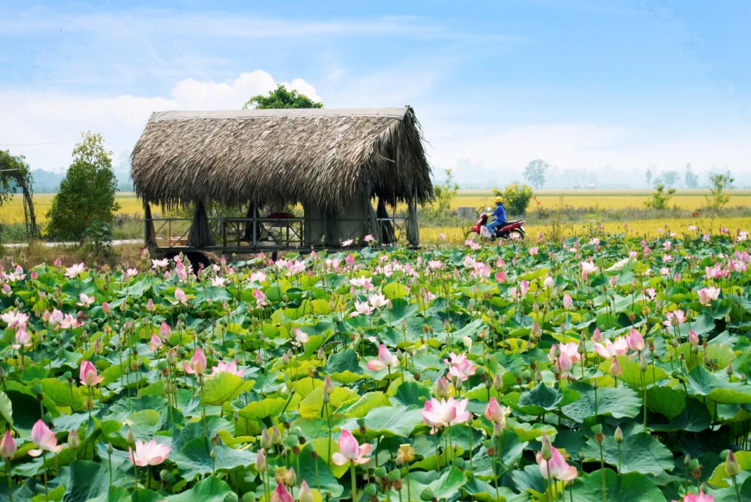 Cẩm nang du lịch Đồng Tháp